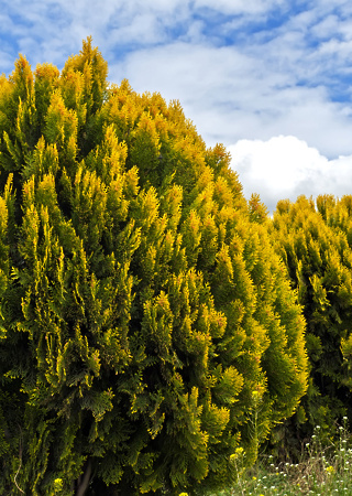 Thuja orientalis Aurea