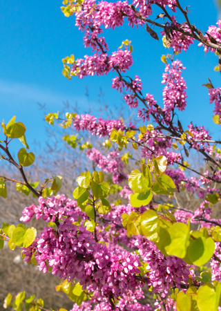 Cercis siliquastrum