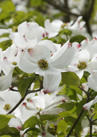 Cornus florida