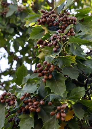 Sorbus torminalis