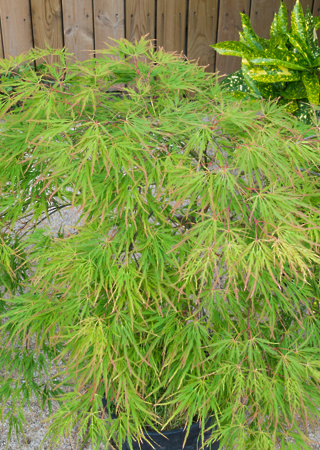 Acer palmatum Seiryu