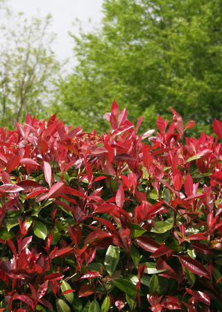 Photinia x fraeseri Red Robin