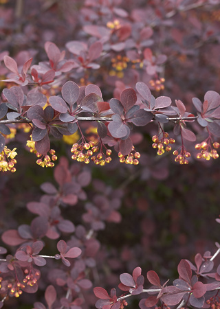 Berberis thunbergii Atropurpurea