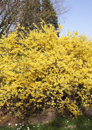 Forsythia intermedia Goldrusch