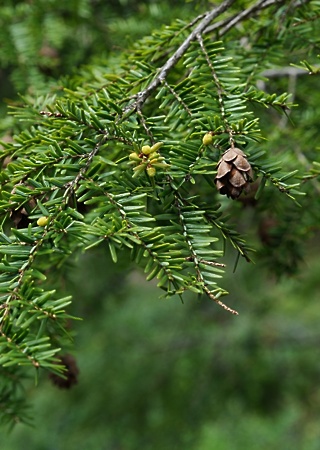 Tsuga canadensis