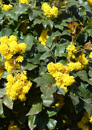 Mahonia aquifolium