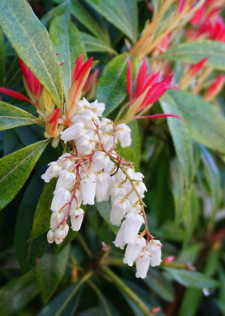 Pieris japonica Forest Flame