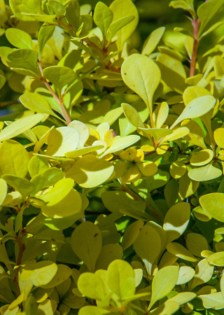 Berberis th. Tiny Gold