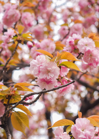 Prunus serulata Kiku - shidare - sakura