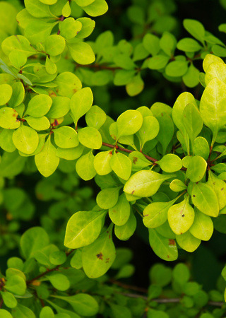 Berberis thunbergii