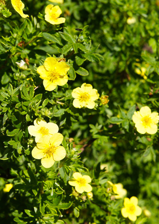 Potentilla fruticosa Goldfinger