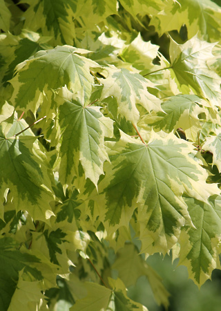 Acer platanoides Drummonddii