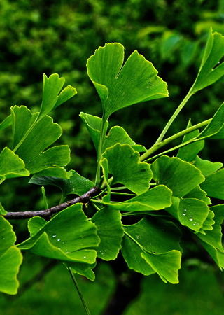 Ginko biloba