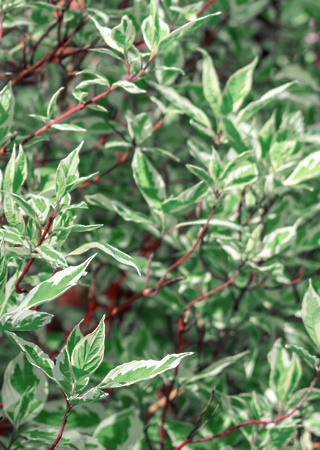 Cornus alba Elegantisima