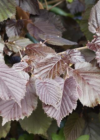 Corylus maxima Purpurea