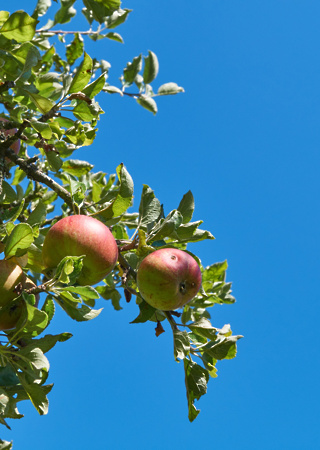 Malus domestica