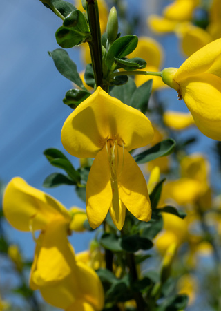 Cytisus scoparius Luna