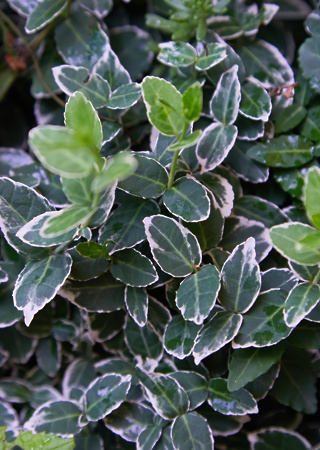 Euonymus fortunei Emerald Gaiety