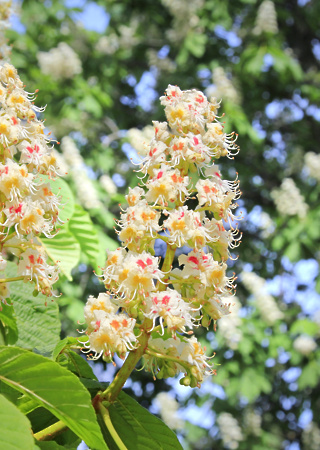 Aesculus hippocastanum