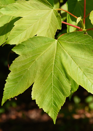 Acer pseudoplatanus