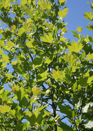 Platanus occidentalis