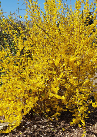 Forsythia intermedia