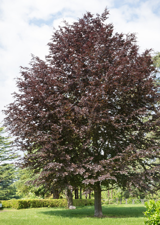 Fagus sylvatica Ricersii