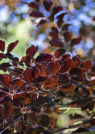 Fagus sylvatica Dawyck Purple