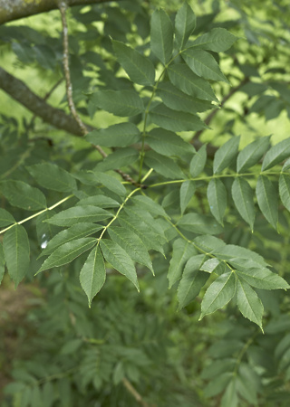 Fraxinus excelsior