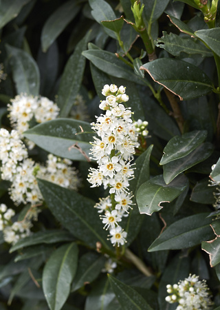 Prunus laurocerasus Otto Luyken