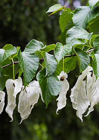 Davidia involucrata