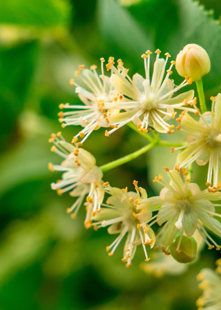 Tilia cordata