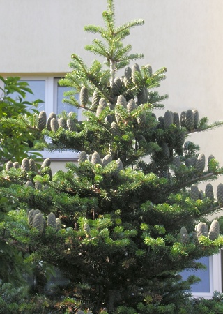 Abies alba