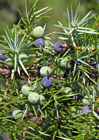 Juniperus communis