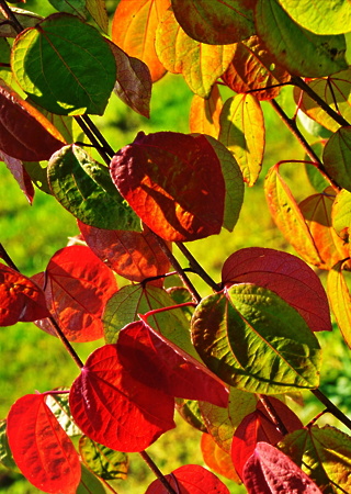 Cercidiphyllum japonicum