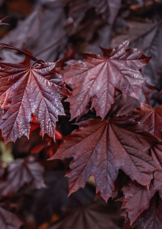 Acer platanoides Crimson King