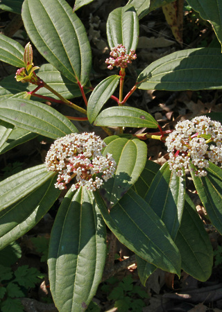 Viburnum davidii