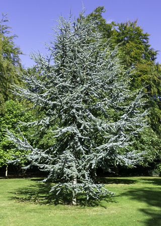 Cedrus atlantica Glauca