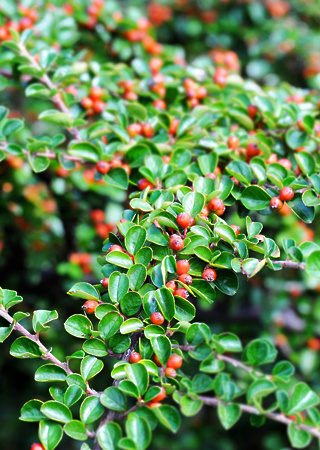 Cotoneaster horizontalis