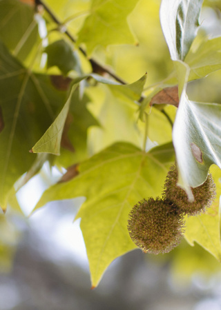 Platanus hispanica