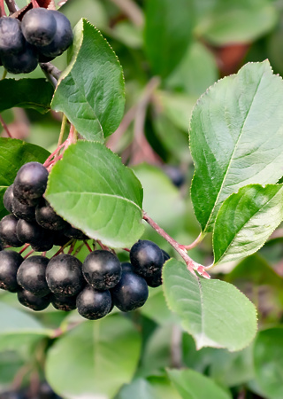 Aronia melanocarpa