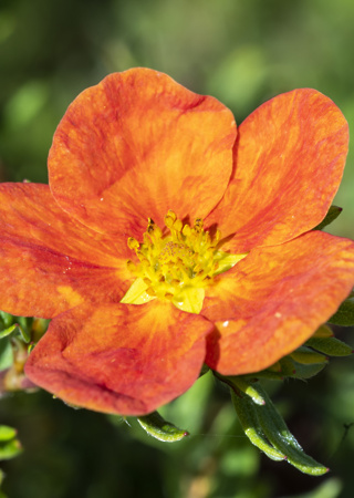 Potentilla fruticosa Red Ace