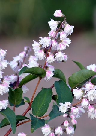 Deutzia scabra Plena