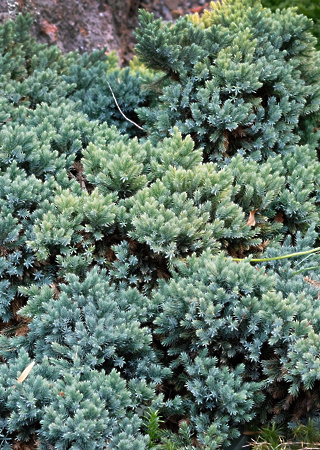 Juniperus squamata Blue Carpet