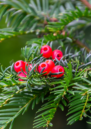 Taxus baccata