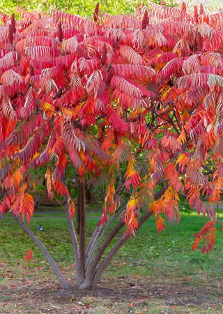 Rhus typhina