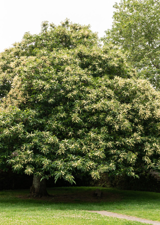 Castanea sativa