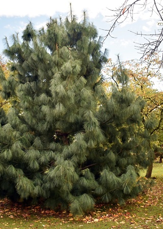 Pinus excelsa