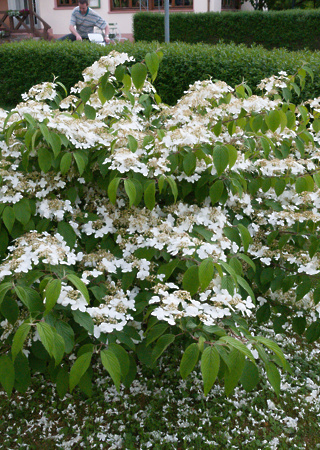 Viburnum mariesii