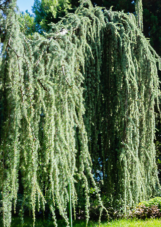 Cedrus atlantica Glauca Pendula